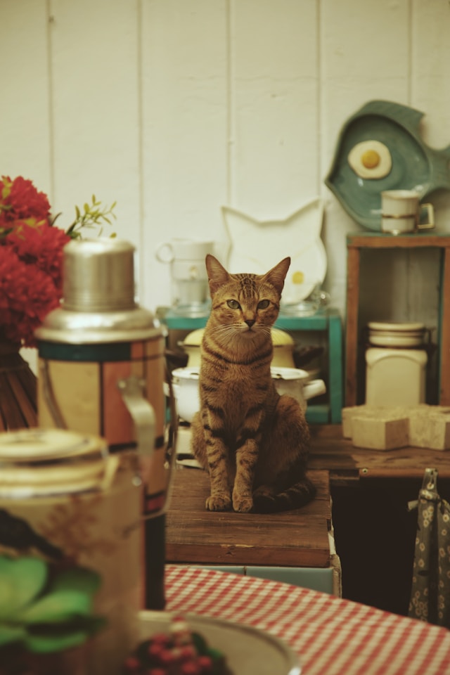 An alert cat standing between stacks of kitchen equipment.