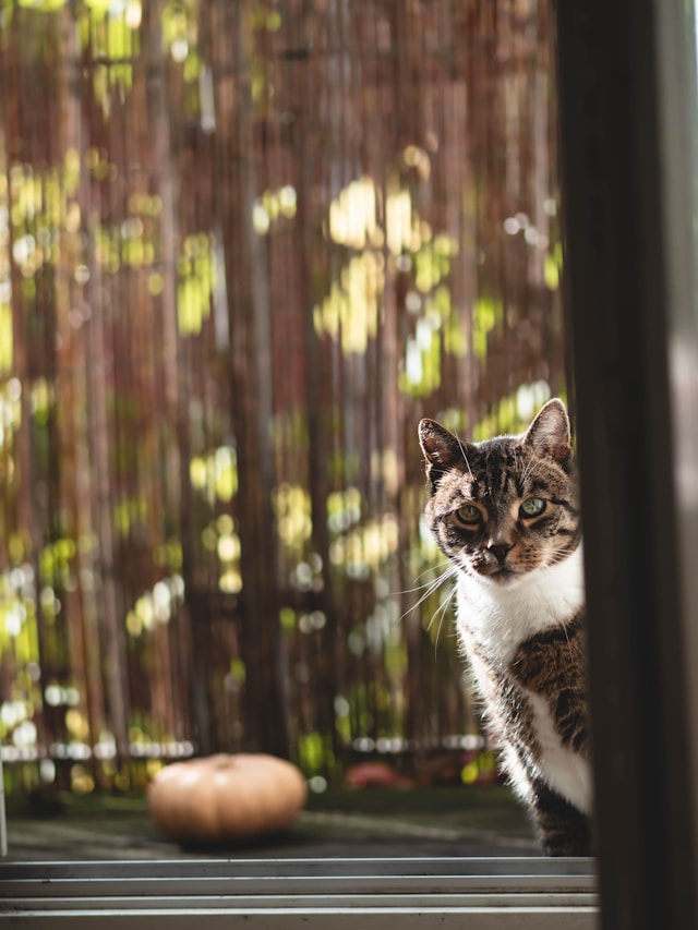 A restful cat laying on a kitchen floor.