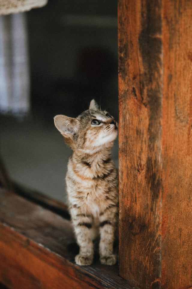 A watchful cat overlooking a dough topped counter.